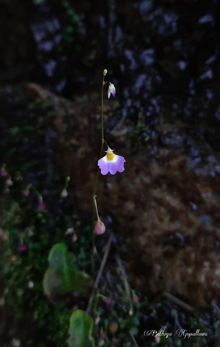 Utricularia striatula Sm.